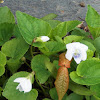 White Violet (Wildflower)