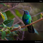 Violet ear hummingbird / Orejivioleta ventriazul