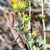 Brown colored European Mantis