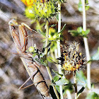 Brown colored European Mantis