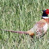 Ring Necked Pheasant