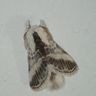 Large Tolype Moth