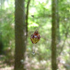 Arrowhead spider (female)