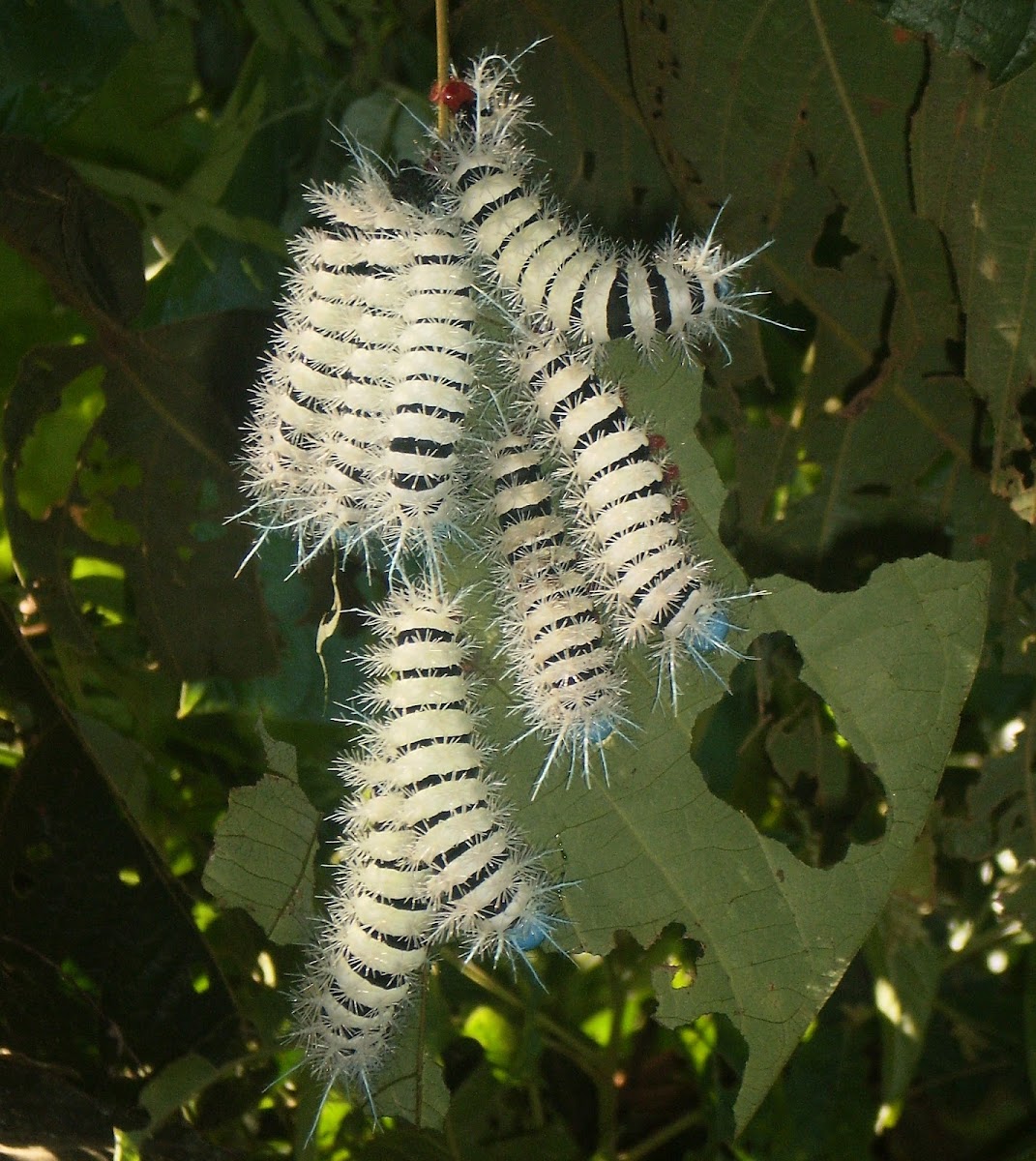 Saturniid moth caterpillars