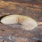 Panellus longinquus