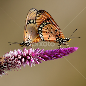 butterfly by Sandi Nopri yanto - Animals Insects & Spiders