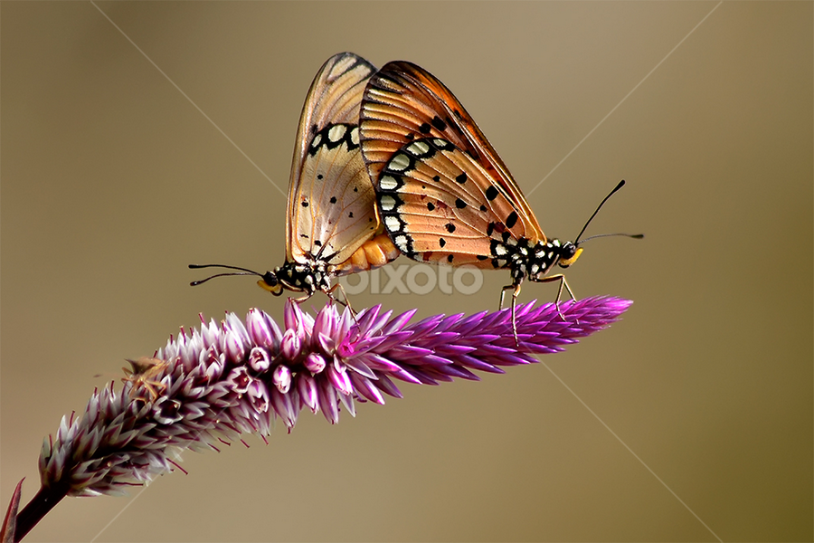 butterfly by Sandi Nopri yanto - Animals Insects & Spiders