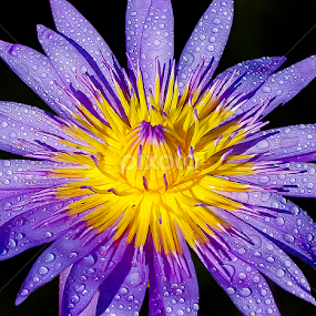 by Germzki Hitch Cardenas - Flowers Single Flower