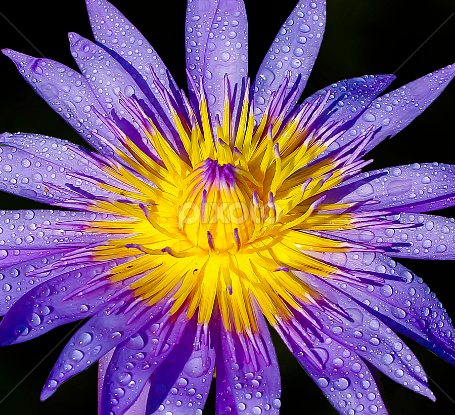 by Germzki Hitch Cardenas - Flowers Single Flower