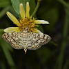 Cotton Leaf Roller Moth