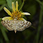 Cotton Leaf Roller Moth