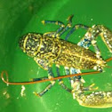 Common Lobster
