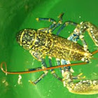 Common Lobster