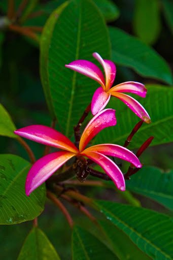 pink-plumeria - A pink plumeria. Here at Cruiseable we're suckers for gorgeous tropical flowers. 