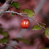 cherry plum
