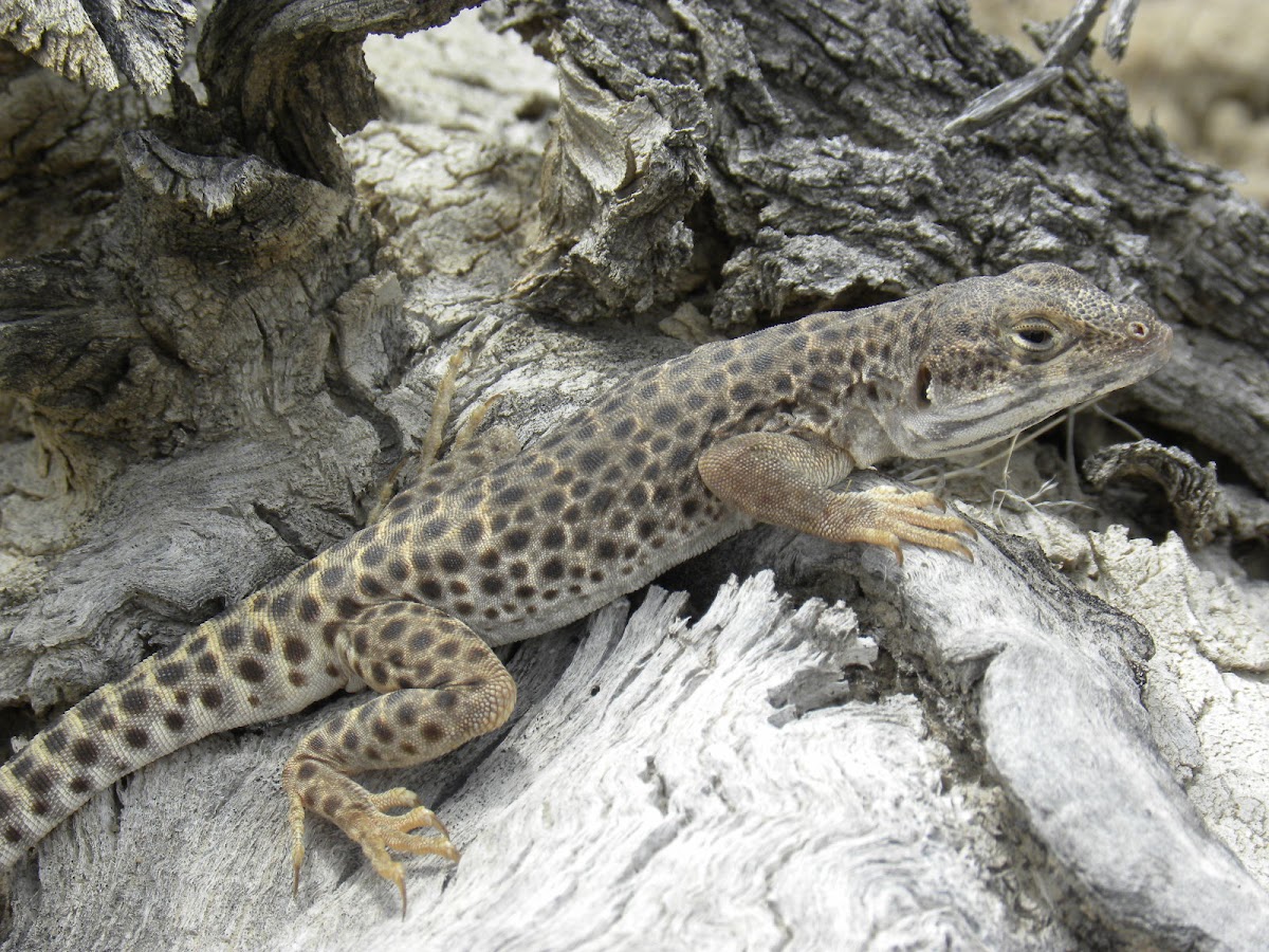 Large Spotted  Leopard Lizard