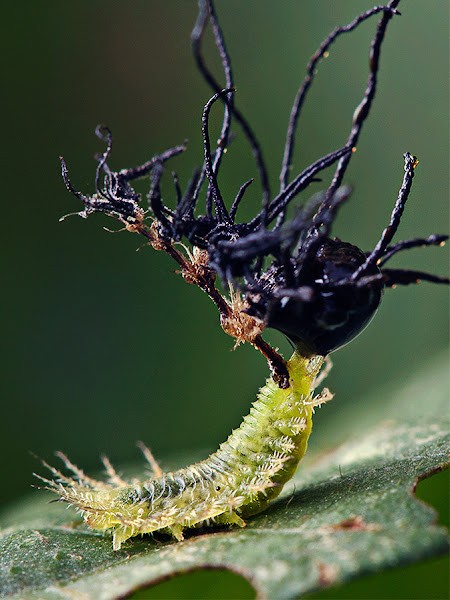 Tortoise Beetle Larva | Project Noah