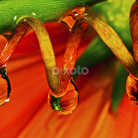 Drops with back of coreopsis by David Winchester - Nature Up Close Natural Waterdrops