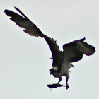 Osprey