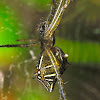Dome Web Spider