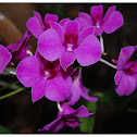 The Cooktown Orchid