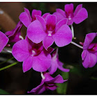 The Cooktown Orchid