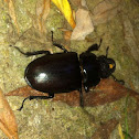 Stag beetle (female), Vliegend hert (dutch)