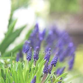 Muscari  by Ioana Laura - Flowers Flower Arangements