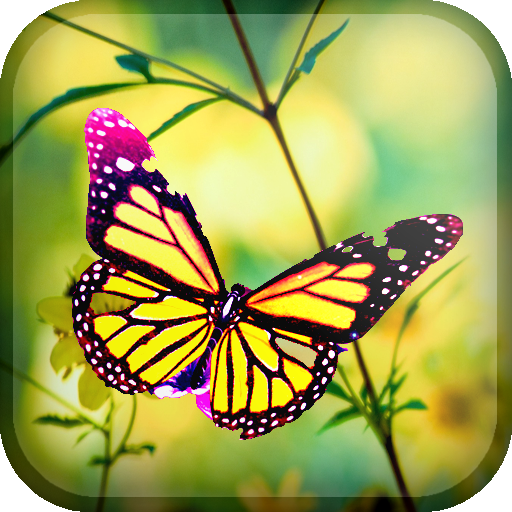 Colorful Butterfly Wallpapers LOGO-APP點子