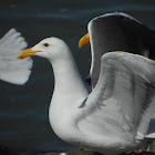 California Gull
