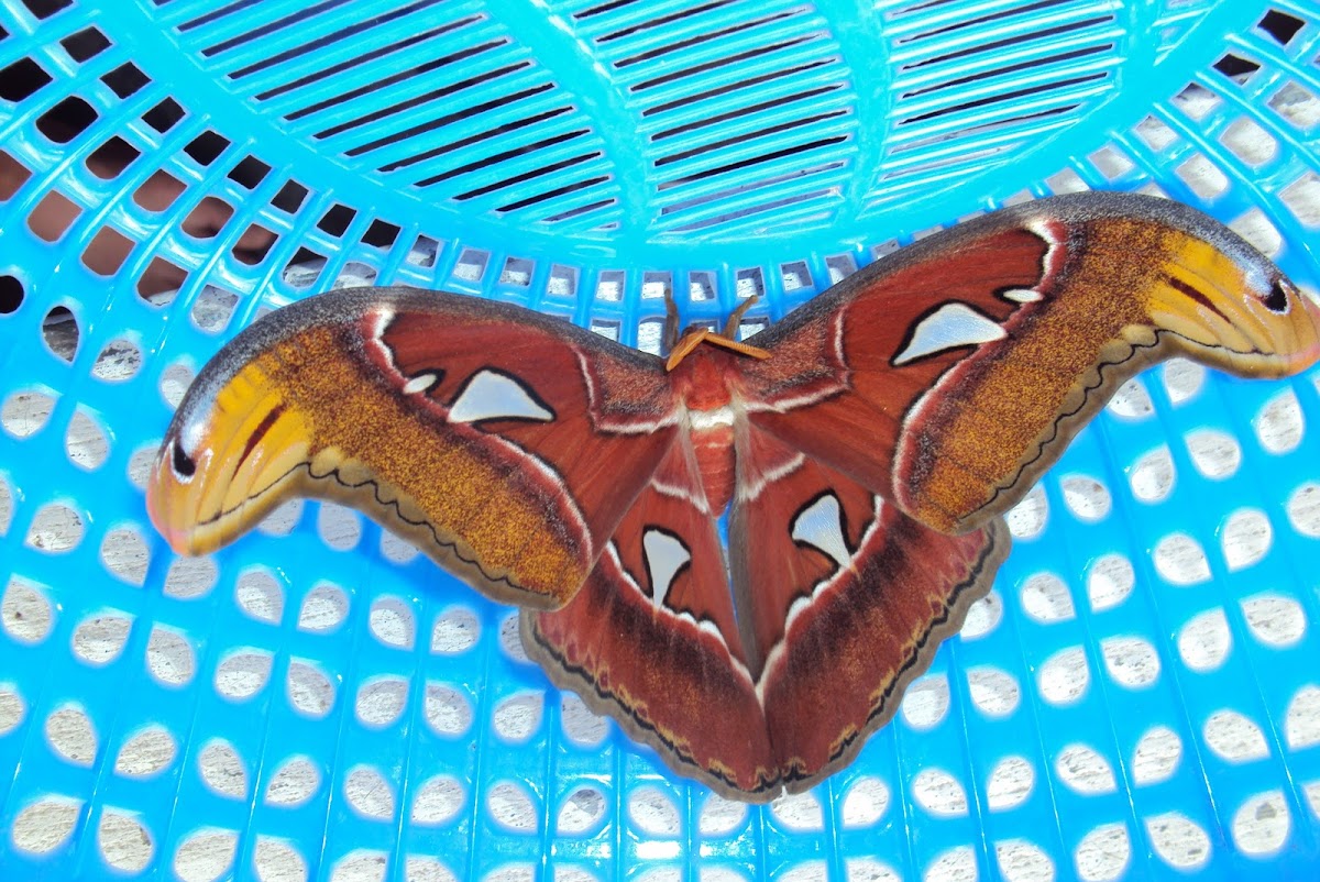 Atlas Moth