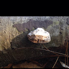 The oyster mushroom