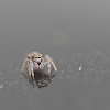 Outback Spider