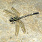 Gomphidae Dragonfly