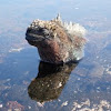 Iguana marina. Marine Iguana