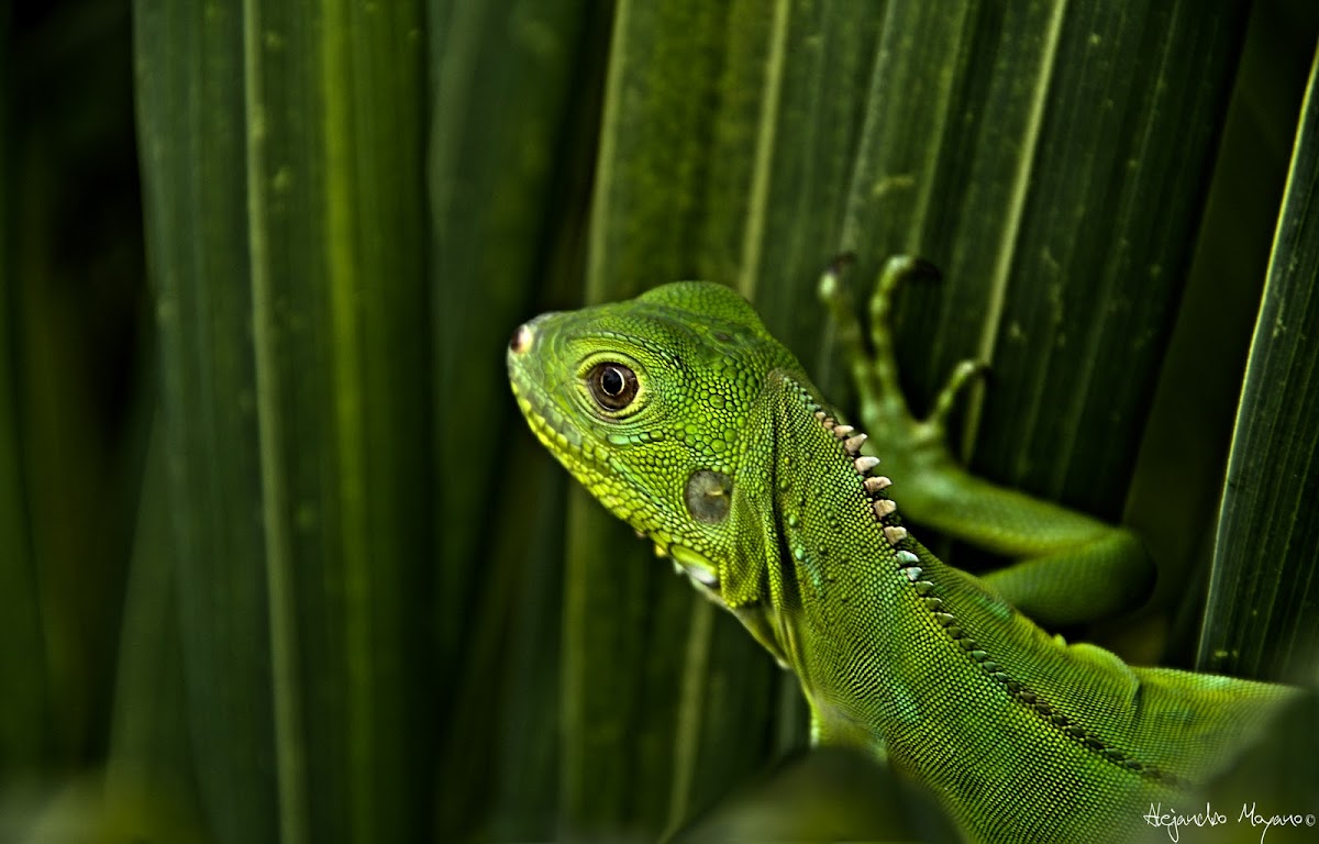 Iguana o Teyú