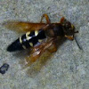 Eastern cicada killer