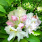 Rhododendron buds: Light Rose