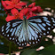 Blue Wanderer Butterfly