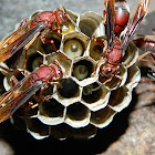 Nest of Brown Paper Wasp