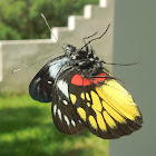 Jezebel butterfly