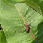 Red-femured Milkweed Borer