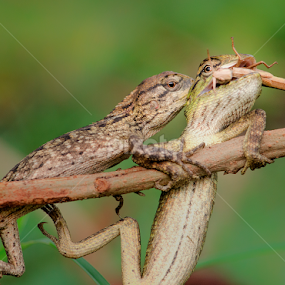 by Girdan Nasution - Uncategorized All Uncategorized