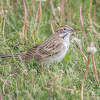 Lark Sparrow