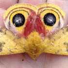 io Moth