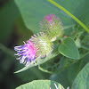 Common Burdock