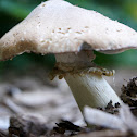 Garden Giant Mushroom