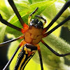 Golden Silk Orb Weaver(Female)