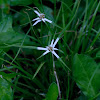 White Star Grass