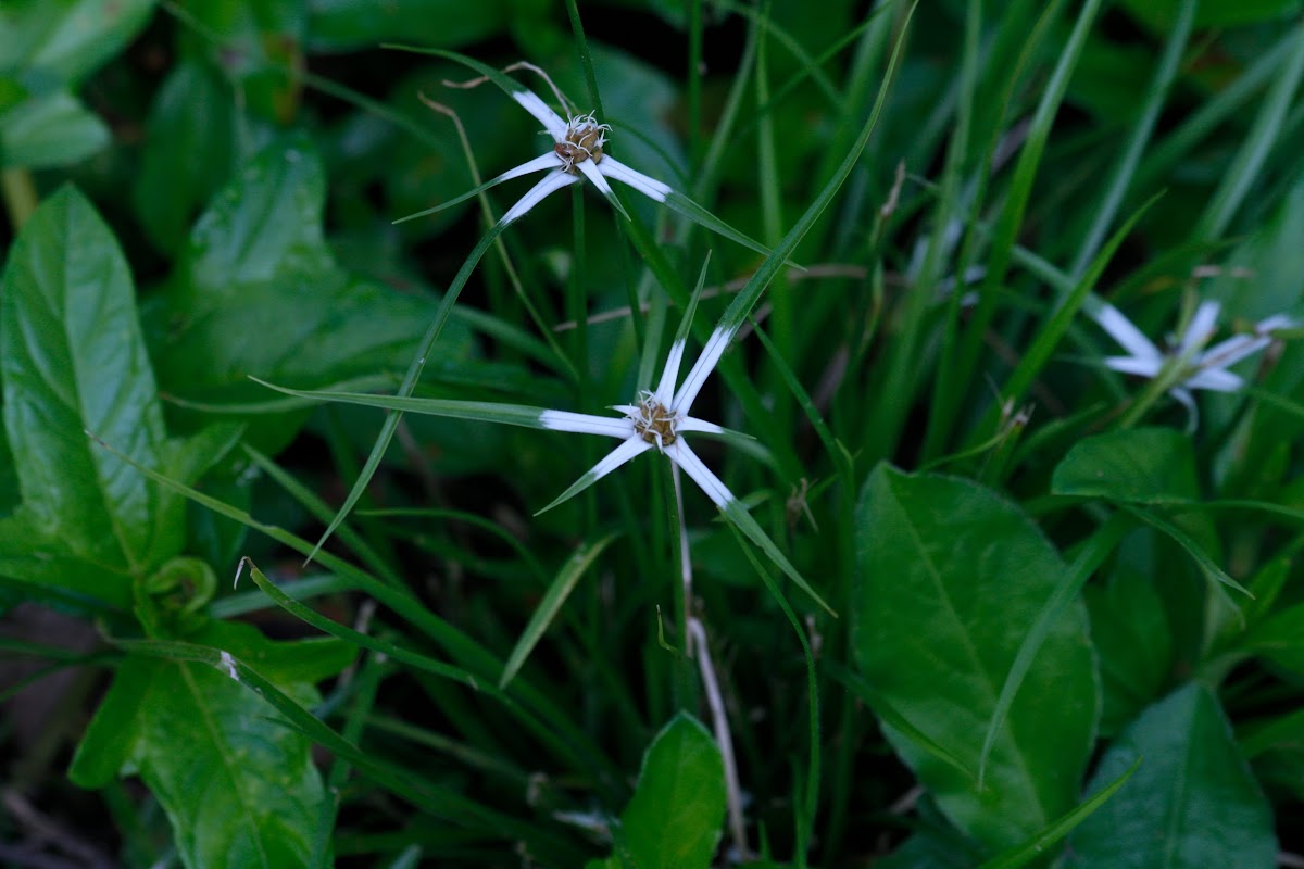 White Star Grass